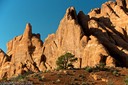 Lone juniper