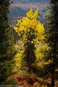 Autumn highlights