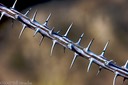 Thorns