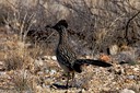 Roadrunner