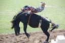 Let 'er Buck