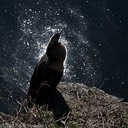 Anhinga silhouette