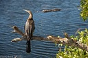 Anhinga and alligator
