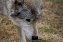 Wolf Portrait