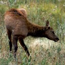 With an itch