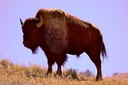 Tatanka